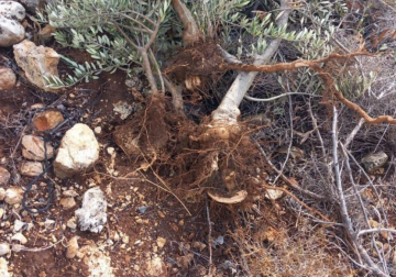 الاحتلال يقتلع 135 شجرة زيتون من ديراستيا شمال غرب سلفيت الاحتلال يقتلع 135 شجرة زيتون من ديراستيا شمال غرب سلفيت
