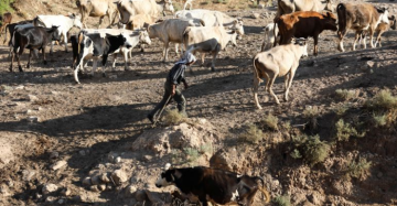فضيحة في الضفة.. جنود الاحتلال يسرقون قطيع أبقار فلسطينيا ويسلمونه للمستوطنين