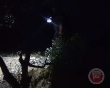 المستوطنون يحطمون عشرات اشجار الزيتون في سوسيا شرق يطا