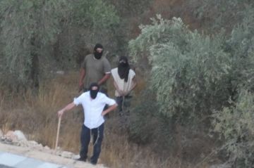 340 اعتداء نفذها الاحتلال والمستوطنون ضد قاطفي الزيتون منذ بداية الموسم