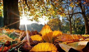 الطقس: بدء انخفاض تدريجي على درجات الحرارة