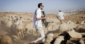 مستوطنون مسلحون يتلفون محاصيل زراعية شرق الخليل