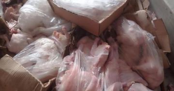 مباحث التموين في رفح تضبط لحوم دجاج مخالفة