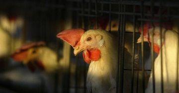 مباحث التموين برفح تضبط لحوم دجاج معدة للبيع بسعر مخالف