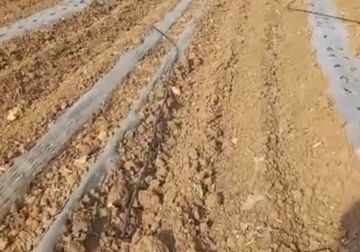 مستعمرون يعتدون على أراضي زراعية بالأغوار الشمالية