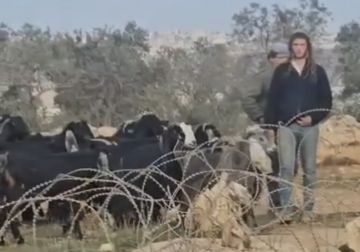 مستوطنون يرعون مواشيهم في أراضي المواطنين شرق سعير شمال الخليل مستوطنون يرعون مواشيهم في أراضي المواطنين شرق سعير شمال الخليل