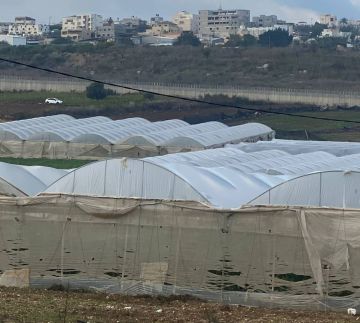 سهل زيتا تحت عين الاستيطان.. 165 دونما من البيوت البلاستيكية مهددة بالإزالة سهل زيتا تحت عين الاستيطان.. 165 دونما من البيوت البلاستيكية مهددة بالإزالة