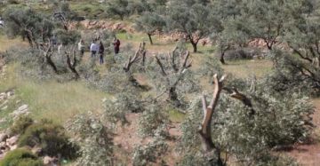 الاحتلال يخطر بإزالة مئات الأشجار في بلدة تقوع ببيت لحم الاحتلال يخطر بإزالة مئات الأشجار في بلدة تقوع ببيت لحم