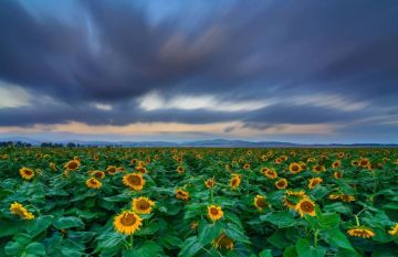 الحالة الجوية لفلسطين حتى السبت المقبل الحالة الجوية لفلسطين حتى السبت المقبل