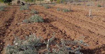 مستوطنون يقتلعون 850 شجرة زيتون جنوب الخليل مستوطنون يقتلعون 850 شجرة زيتون جنوب الخليل