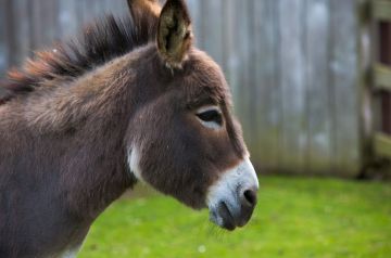 خيار مثير للجدل.. ألمانيا تفتح أبوابها لحمير غزة وتغلقها أمام أطفالها!