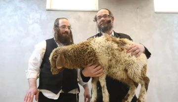 محافظة القدس: محاولات ذبح القرابين في الأقصى تصعيد خطير محافظة القدس: محاولات ذبح القرابين في الأقصى تصعيد خطير