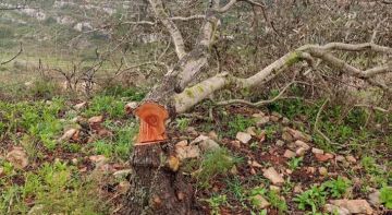 مستعمرون يقتلعون مئات أشجار الزيتون ويجرفون نحو 2000 دونم شمال رام الله