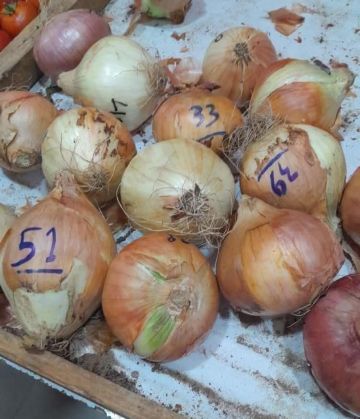 في غزة.. بصلة بـ51 شيكل تعكس عمق الأزمة الإنسانية تحت الحصار في غزة.. بصلة بـ51 شيكل تعكس عمق الأزمة الإنسانية تحت الحصار