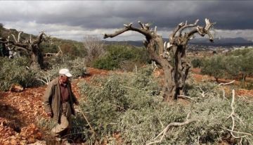 جيش الاحتلال يعتقل 11 فلسطينيا بالضفة ومستوطنون يقطعون 100 شتلة زيتون
