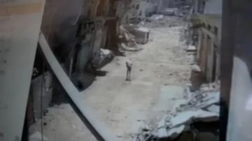 مشهد مروع.. مسيرة إسرائيلية تقصف فلسطينيا يحمل كيسا من الطحين (شاهد)