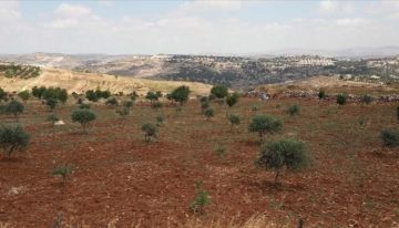 الضفة تحت العدوان.. زحف استيطاني يسرق جل أراضي بلدة تقوع