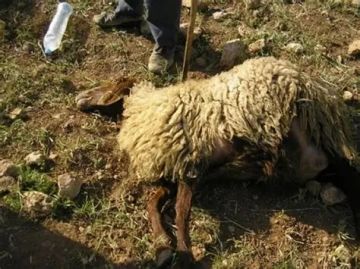 معتقلون بينهم مصاب بالرصاص الحي بنابلس ومستوطنون يقتلون عشرات الأغنام بالأغوار معتقلون بينهم مصاب بالرصاص الحي بنابلس ومستوطنون يقتلون عشرات الأغنام بالأغوار