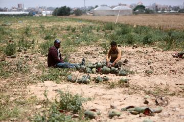الفاو: 4.6 بالمئة فقط من أراضي قطاع غزة صالحة للزراعة