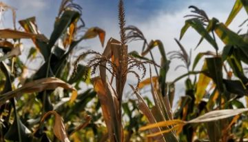 تقاوم الجفاف.. آلية ذكية بجذور النباتات تساعد على تتبع المياه