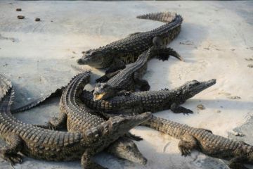 الإدارة المدنية تعدم مئات التماسيح رميا بالرصاص في مزرعة فصايل بالأغوار الإدارة المدنية تعدم مئات التماسيح رميا بالرصاص في مزرعة فصايل بالأغوار