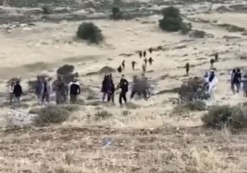 مستعمرون يطلقون مواشيهم في أراضي بيت دجن شرق نابلس مستعمرون يطلقون مواشيهم في أراضي بيت دجن شرق نابلس