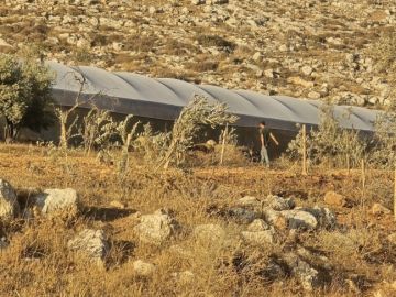 مستوطنون يطلقون مواشيهم في أراضي بيت دجن شرق نابلس