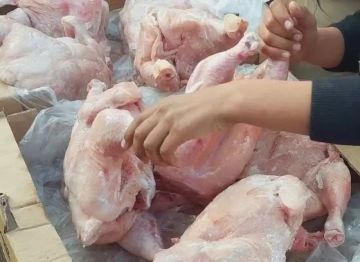  دعوات لتشديد الفحص على الدواجن المستوردة إلى غزة