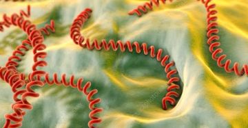 رصد حالات مشتبه بها وفحوصات سلبية: ماذا نعرف عن الليبتوسبيروزيس في غزة؟