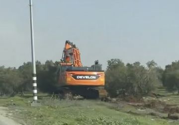 الاحتلال يقتلع مئات أشجار الزيتون ويخطر 20 منزلا بوقف البناء في تقوع