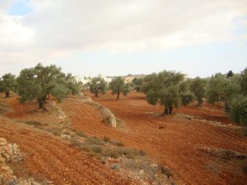الاحتلال يصدر قرارا عسكريا لإزالة أشجار في كفر مالك شرق رام الله الاحتلال يصدر قرارا عسكريا لإزالة أشجار في كفر مالك شرق رام الله