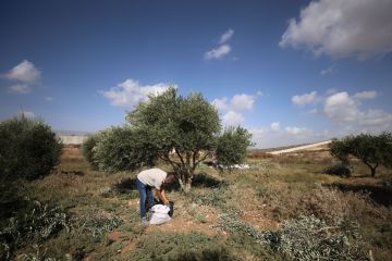 حاخام بن غفير الروحي يشرعن نهب المستوطنين لمحصول الزيتون الفلسطيني حاخام بن غفير الروحي يشرعن نهب المستوطنين لمحصول الزيتون الفلسطيني