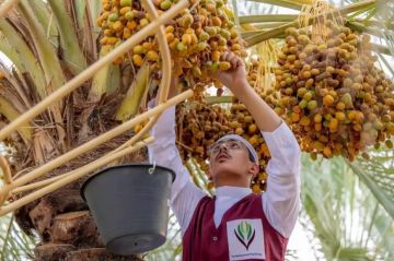 السعودية تتصدر صادرات التمور عالميا للعام الرابع السعودية تتصدر صادرات التمور عالميا للعام الرابع