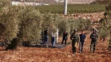 بطاركة القدس: اعتداءات المستوطنين على قاطفي الزيتون تستوجب المحاسبة الدولية بطاركة القدس: اعتداءات المستوطنين على قاطفي الزيتون تستوجب المحاسبة الدولية