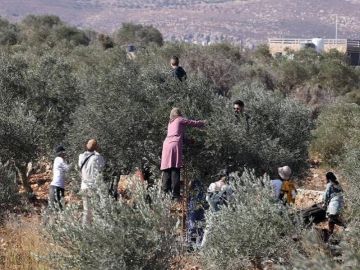 حصار الحقول .. كاتس يقرر إبعاد ناشطين أجانب متضامنين مع قاطفي الزيتون حصار الحقول .. كاتس يقرر إبعاد ناشطين أجانب متضامنين مع قاطفي الزيتون