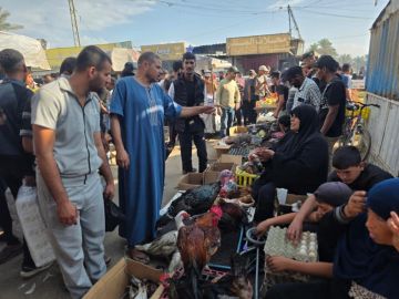 سوق الطيور يعود إلى مواصي خان يونس بعد الإبادة سوق الطيور يعود إلى مواصي خان يونس بعد الإبادة