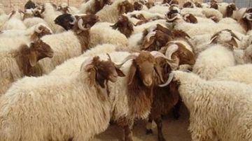 المفرق: تلقيح 36.5 ألف رأس غنم وماعز المفرق: تلقيح 36.5 ألف رأس غنم وماعز