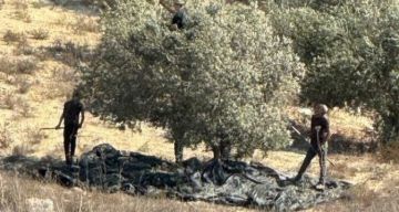 مستوطنون يسرقون ثمار الزيتون من أراضي بورين جنوب نابلس مستوطنون يسرقون ثمار الزيتون من أراضي بورين جنوب نابلس