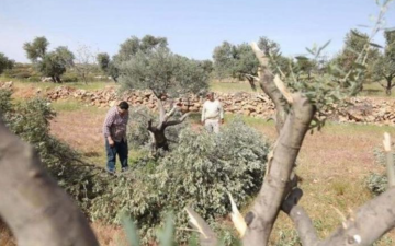 الأمم المتحدة: هجوم المستوطنين على الزيتون أداة للتهجير والسلب
