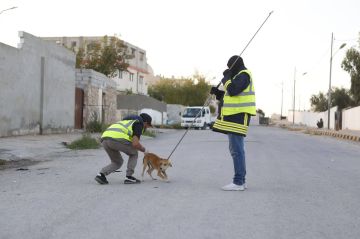 بلدية معان الكبرى تباشر حملة للحد من انتشار الكلاب الضالة بلدية معان الكبرى تباشر حملة للحد من انتشار الكلاب الضالة
