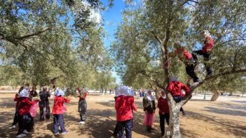 أشجار الزيتون في المسجد الأقصى.. هوية راسخة وصمود في وجه الانتهاكات أشجار الزيتون في المسجد الأقصى.. هوية راسخة وصمود في وجه الانتهاكات