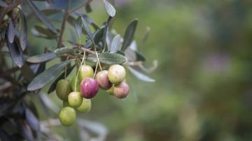 زراعة الطيبة تدعو المزارعين اختيار الموعد المناسب لقطاف الزيتون زراعة الطيبة تدعو المزارعين اختيار الموعد المناسب لقطاف الزيتون