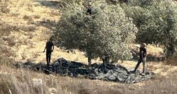 مستوطنون يسرقون ثمار زيتون من أراضي عجة جنوب جنين مستوطنون يسرقون ثمار زيتون من أراضي عجة جنوب جنين