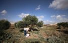 حاخام بن غفير الروحي يشرعن نهب المستوطنين لمحصول الزيتون الفلسطيني