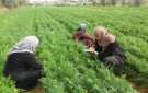 من الحقل إلى السوق: المرأة الريفية الأردنية في قلب التنمية المستدامة والأمن الغذائي