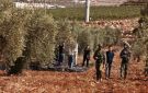 بطاركة القدس: اعتداءات المستوطنين على قاطفي الزيتون تستوجب المحاسبة الدولية - ps