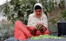 حين يقهر الاحتلال أهل الزيتون.. أشجار فلسطين مثقلة بالثمار وأصحابها محرومون منها