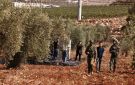  هل هو الموسم الأخير؟ .. تقرير لمركز فلسطيني يحذر من مخطط لتصفية قطاع الزيتون بالضفة - ps