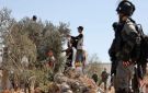 خاص موقدي لـ شهاب: المستوطنون يسعون لفك رابط المزارع بأرضه عبر مئات الاعتداءات في موسم الزيتون