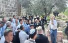 حاخام متطرف يفتي بسرقة الزيتون الفلسطيني